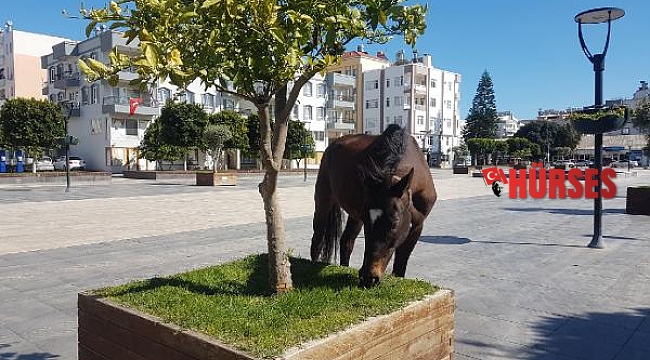 Noel Baba Meydanı ona kaldı