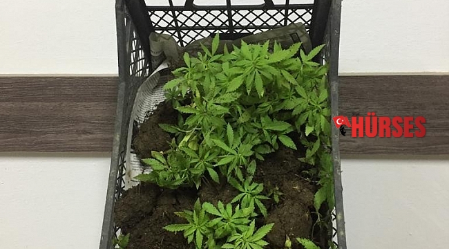 Ormanlık alanda 116 kök kenevir bitkisi ile yakalandı