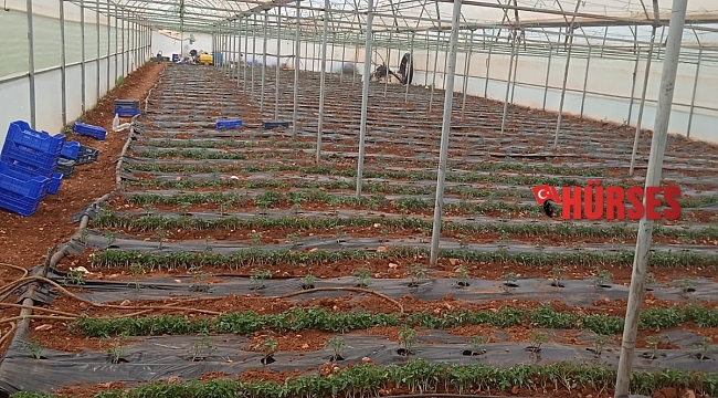 Serası zarar gören çiftçiye destek