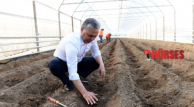 Şifa kaynağı zencefil Muratpaşa'da üretiliyor