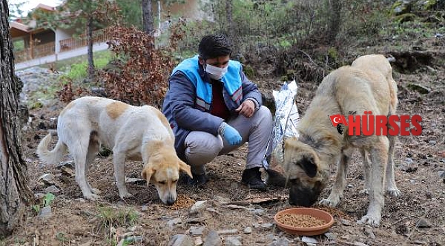 Sokak hayvanları güvende