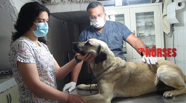 Sokak köpeğine bıçakla saldırdılar, öldüremeyince ateş açtılar