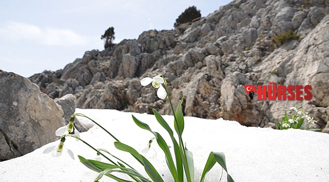 Torosların gelinliği yüzünü gösterdi