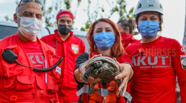Uçurumun kenarında sıkışan kaplumbağayı AKUT kurtardı