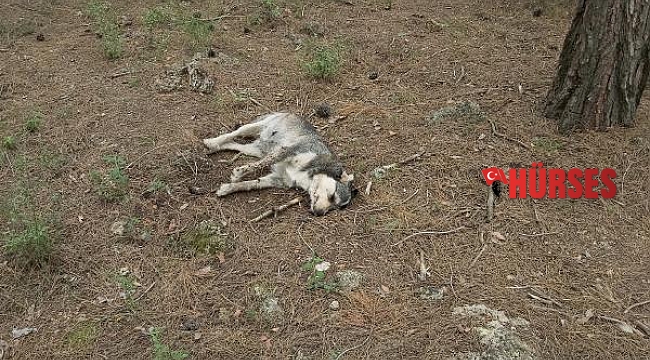 5 sokak köpeği zehirlenerek öldürüldü