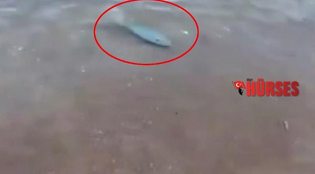 Adrasan Sahili'nde balon balığı görüntülendi