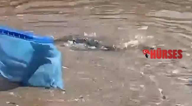 Alanya sahilinde dev balon balıkları sahile vurdu