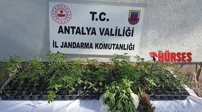 Alanya'da fasulye serasına uyuşturucu baskını