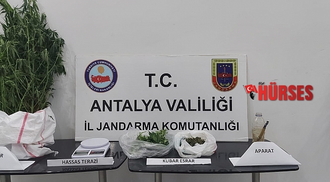 Alanya'da jandarmadan kenevir operasyonu