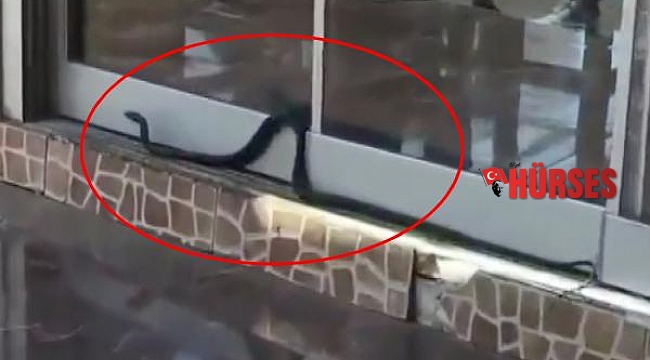 Antalya'da 1.5 metrelik yılan iş yerine girmeye çalıştı