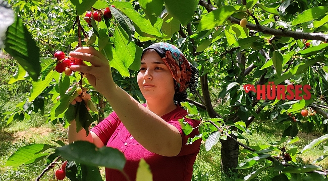 Antalya'da buruk erkenci kiraz hasadı