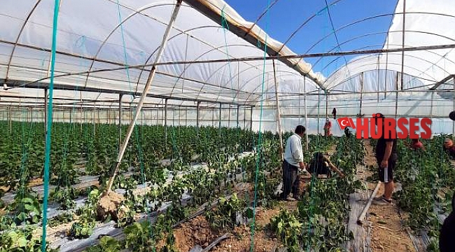 Antalya'da hortum seraya zarar verdi