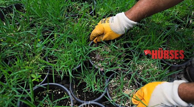 Antalya'da kuraklığa dayanıklı çim üretildi