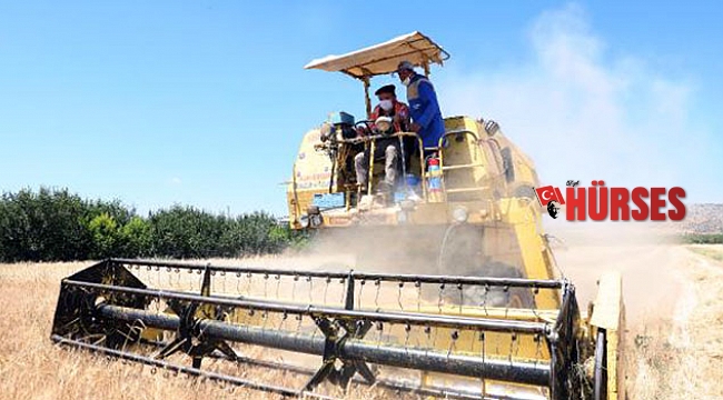 Ata tohumu buğdaylar başak verdi
