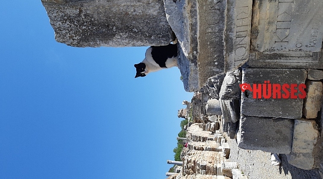 AÜ öğretim üyesinin projesine uluslararası destek