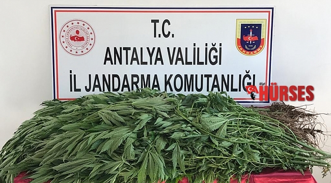 Domates serasındaki kenevir üretimine jandarma baskını