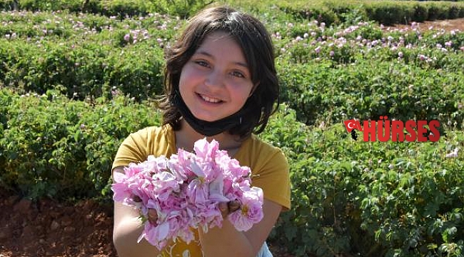 Gül tarlalarında buruk hasat