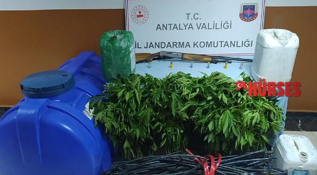 Jandarmadan uyuşturucu operasyonu