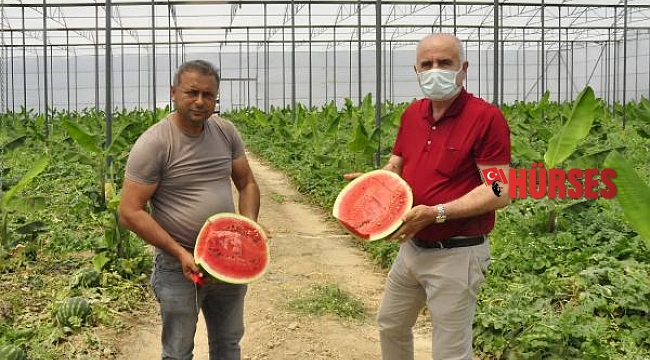 Karpuz ve muz aynı serada
