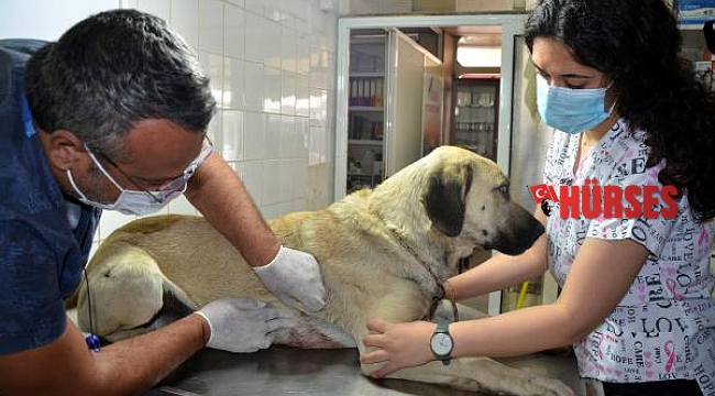 Köpeğe silahlı saldırının 2 şüphelisi yakalandı