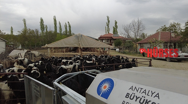 Küçükbaş hayvanlara hızlı ilaçlama