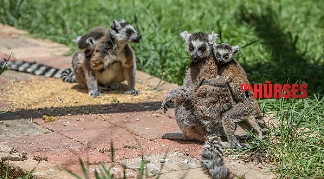 Lemurlar, annelerinin sırtında büyüyor