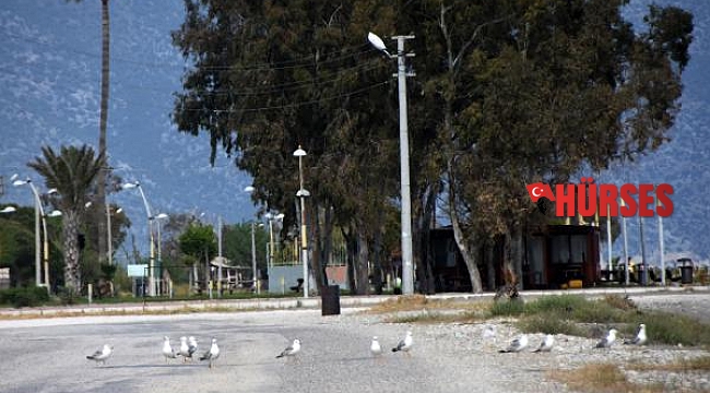 Martılar karayoluna çıktı