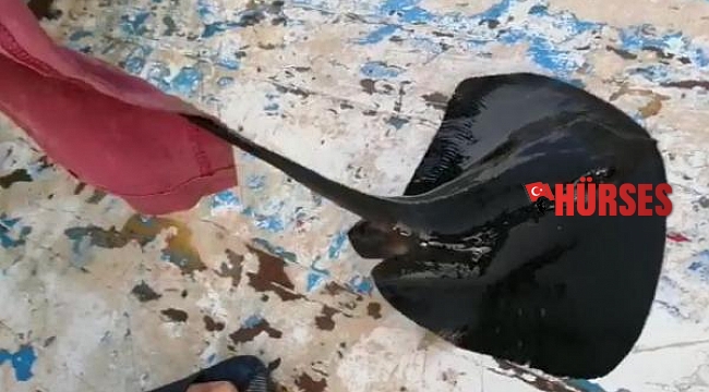 Nesli tehlike altındaki mor vatoz, oltaya takıldı