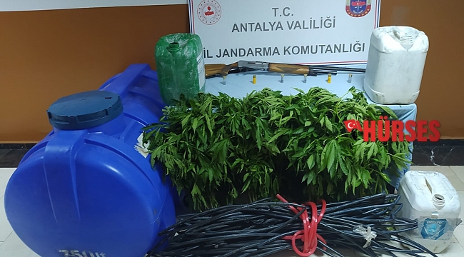 Ormanlık alana uyuşturucu tarlası baskını: 1 tutuklama