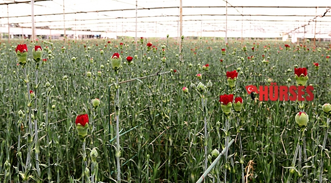 Pandemi krizini fırsata çevirdi