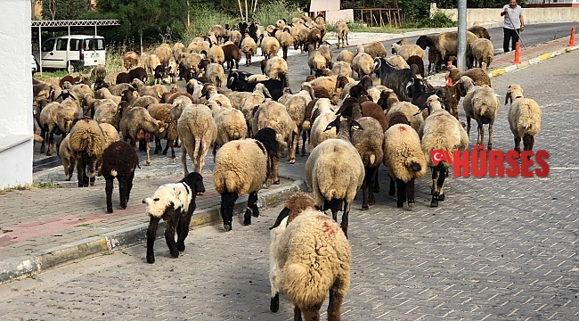 Turizm kentinin sokaklarını mera gibi kullandı