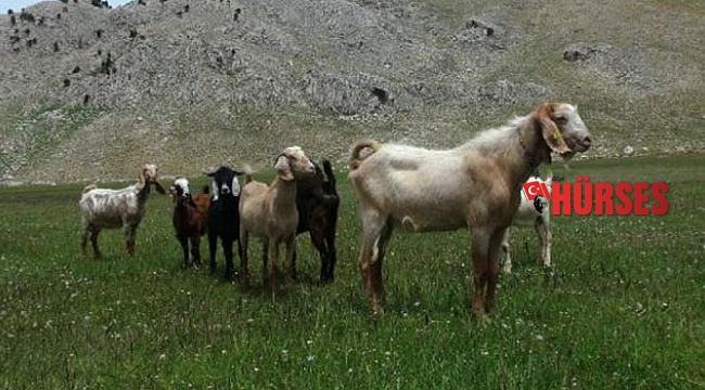Yörükler yayla yolunda