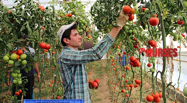 Zam şampiyonu domatesin üreticiye faydası yok