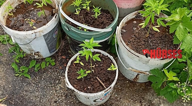 Alanya'da 135 kök Hint keneviri ele geçirildi