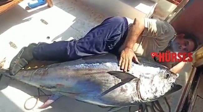 Antalya'da balıkçının oltasına 130 kiloluk orkinos takıldı