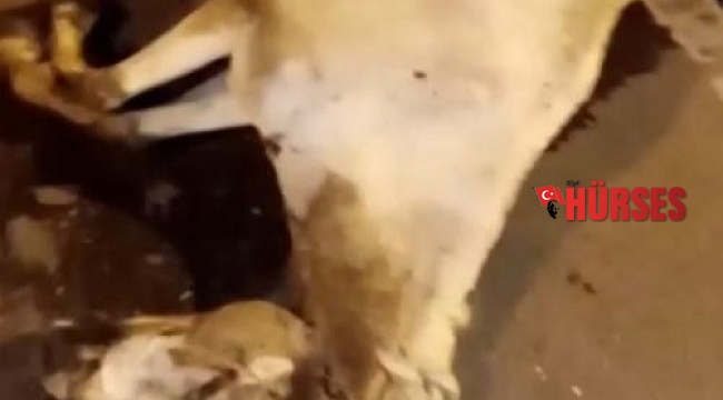 Antalya'da otomobilin çarptığı at telef oldu