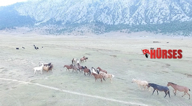 Antalya'da özgürlüğün sembolü Yılkı atları