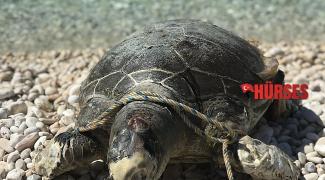 Boynuna ve ayaklarına halat dolanan caretta caretta telef oldu