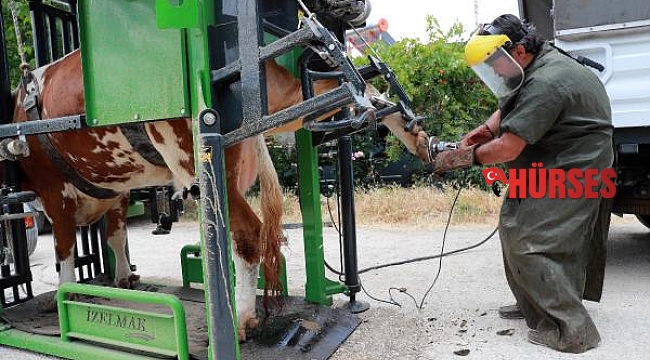 Büyükşehir'den besicilere destek