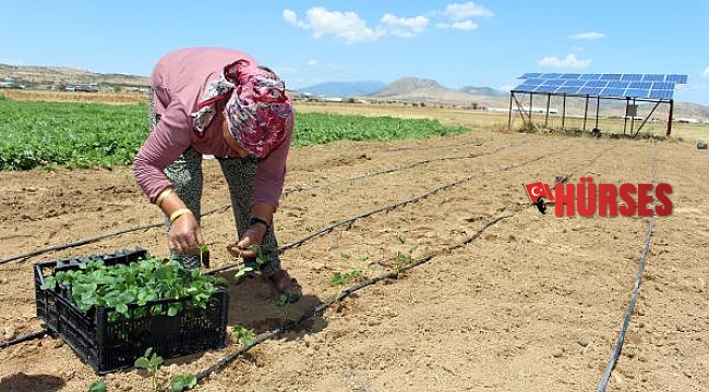 Büyükşehir'den Korkutelili çiftçilere çilek fidesi desteği