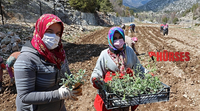 Çiftçiye tıbbi ve aromatik bitki hibesi