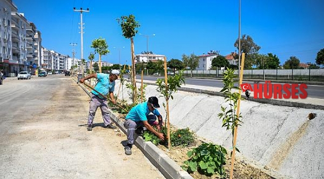 Cumhuriyet Caddesi ağaçlandırıldı