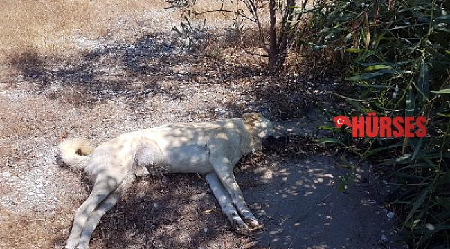 Demre'de 10 köpek zehirlenerek öldürüldü
