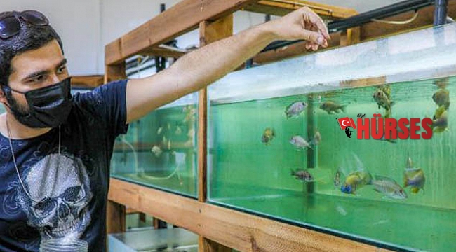 Denek balıkları öğrenciler büyütüyor