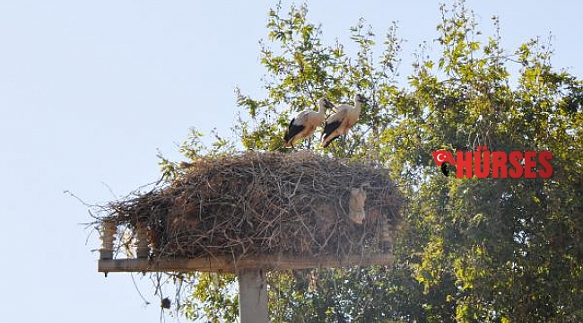 Elektrik direği 22 yıldır leyleklerin yuvası