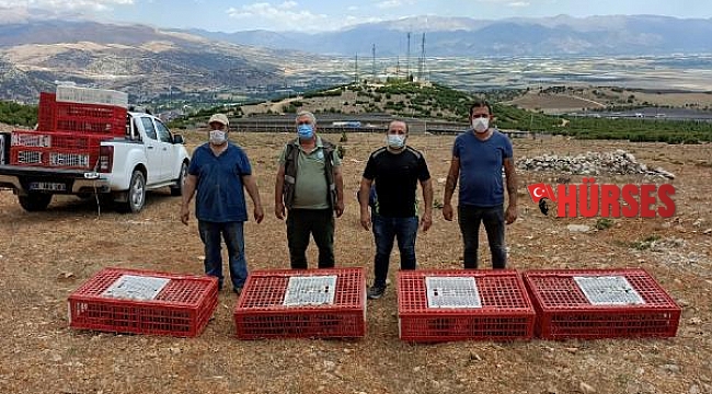 Elmalı'da 1500 keklik doğaya salındı