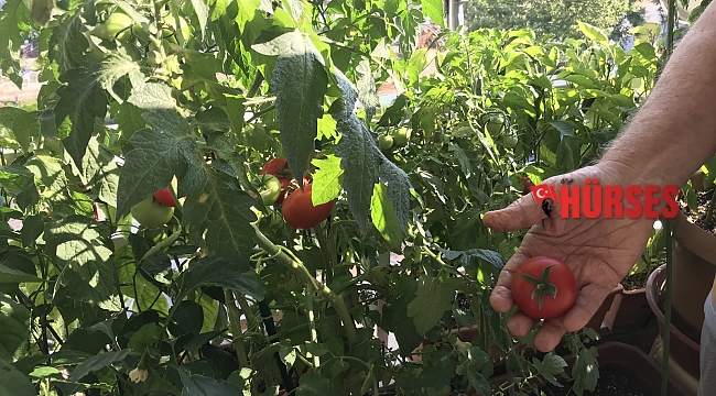 Mantar ve böcekler üzerinde etkili bitkisel ilaç