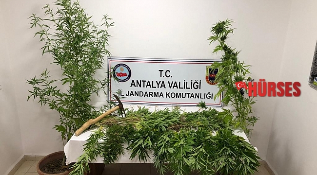 Ormana ektiği kenevirlere bakım yaparken suçüstü yakalandı