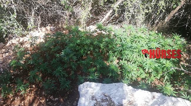 Ormanlık alana ektiği kenevirleri sularken yakalandı