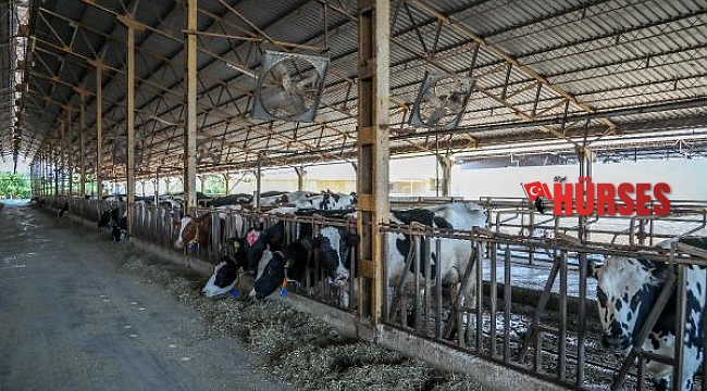 Süt inekleri, kavurucu sıcaktan 'duşlama' ile korunuyor